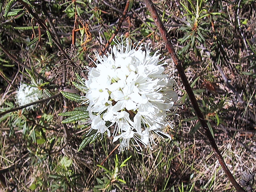 Suopursu