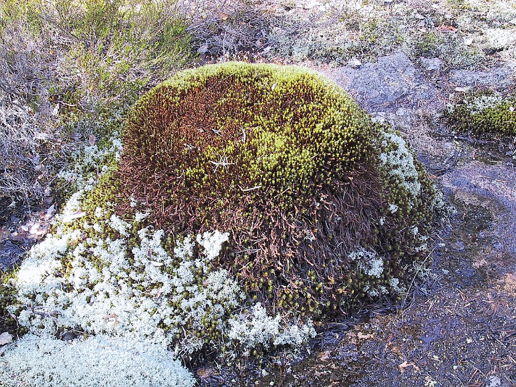 Karvaturri