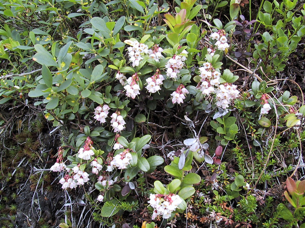 Puolukat