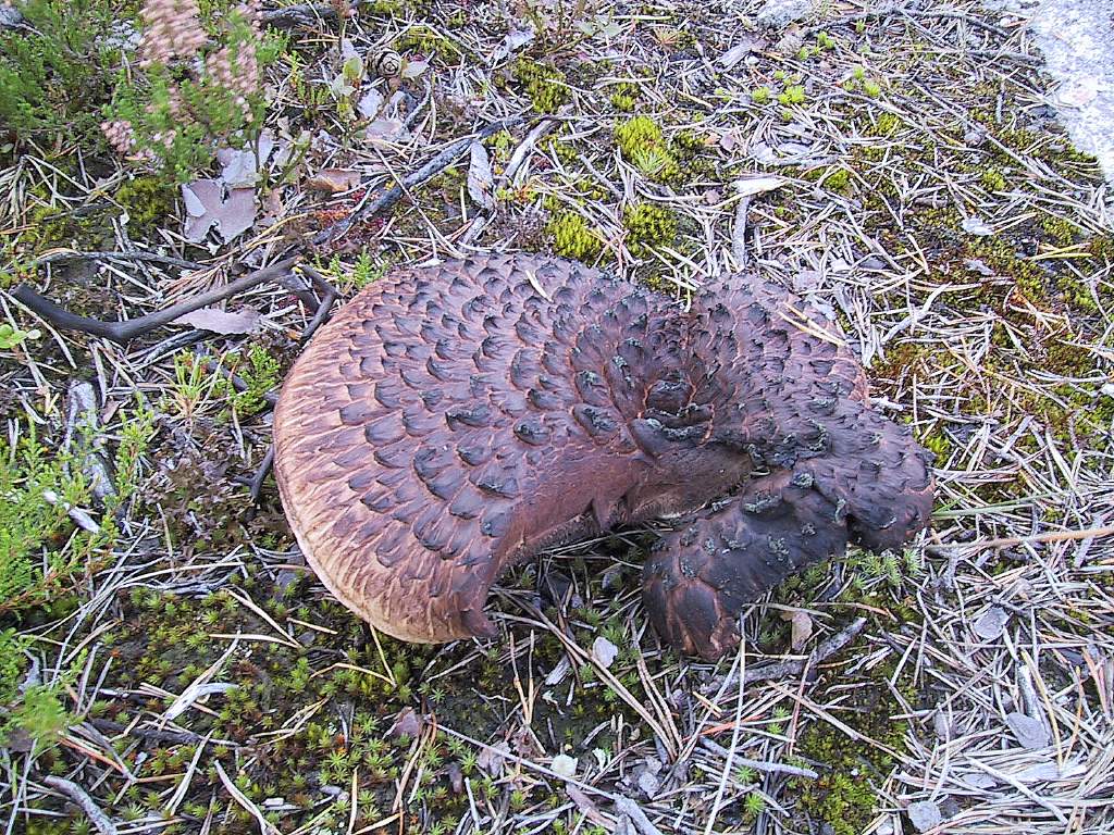 Suomuorakas