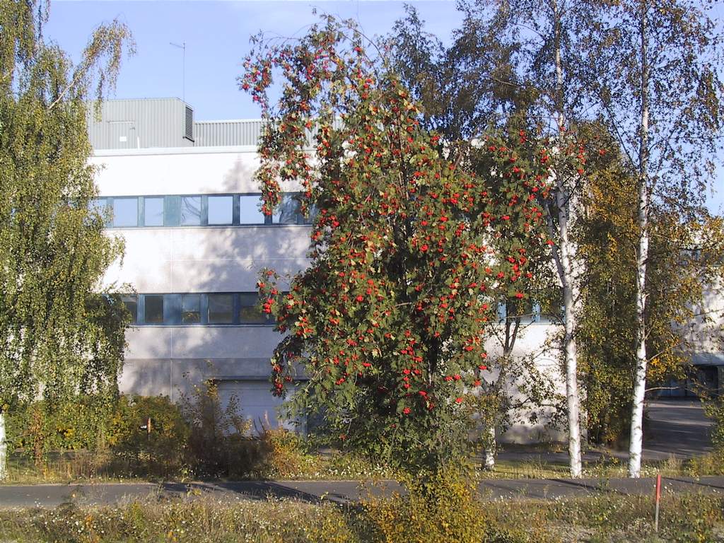 Pihjalanmarjat