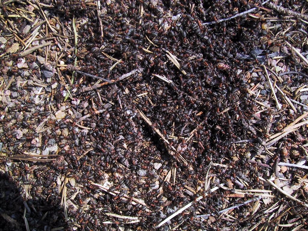 Muurahaisia