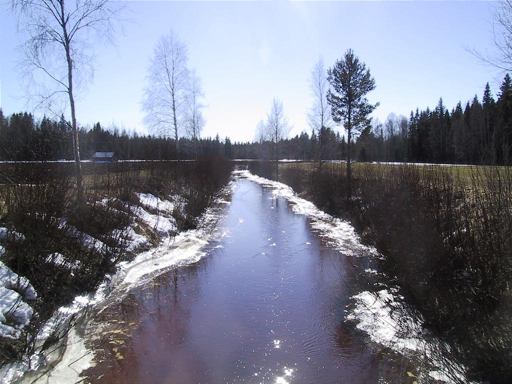 Pattijoki