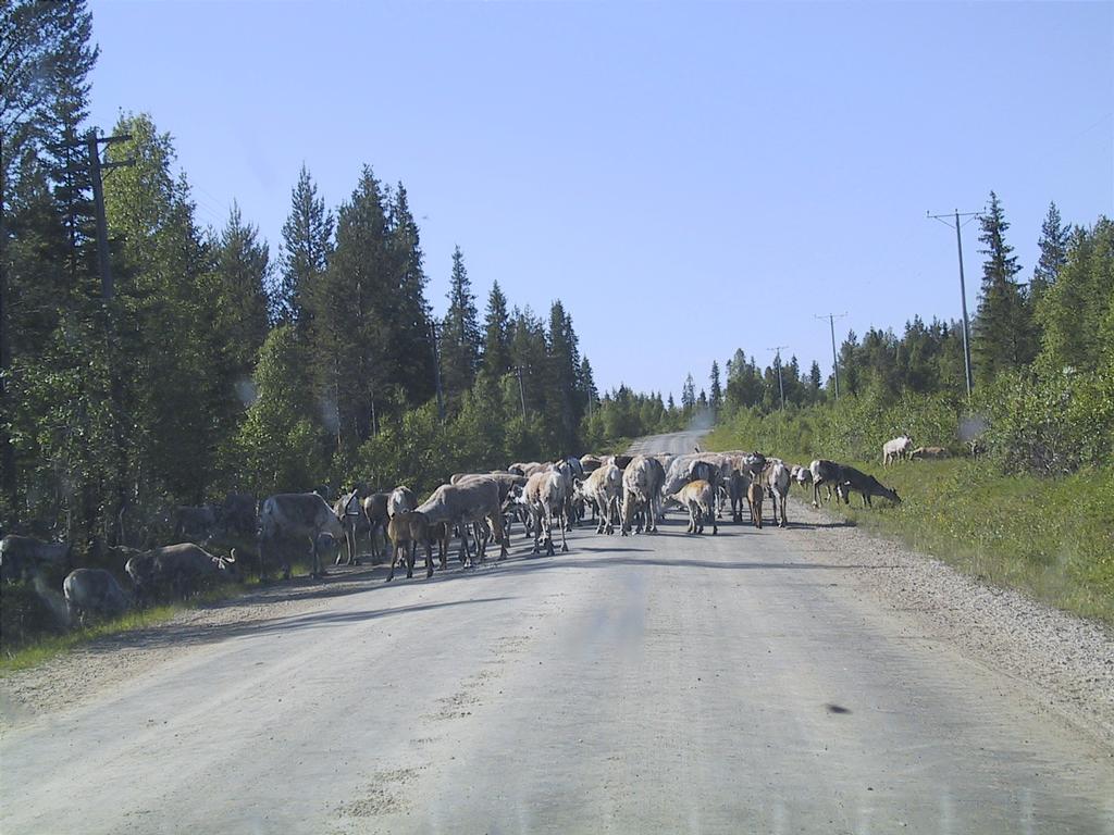 Poroja1