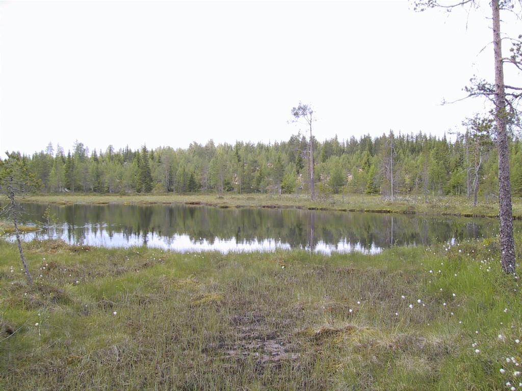 Suolampi