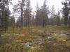 Metsä_Ä