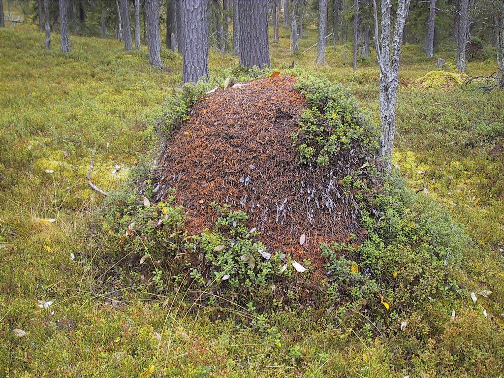 Muurahaiskeko