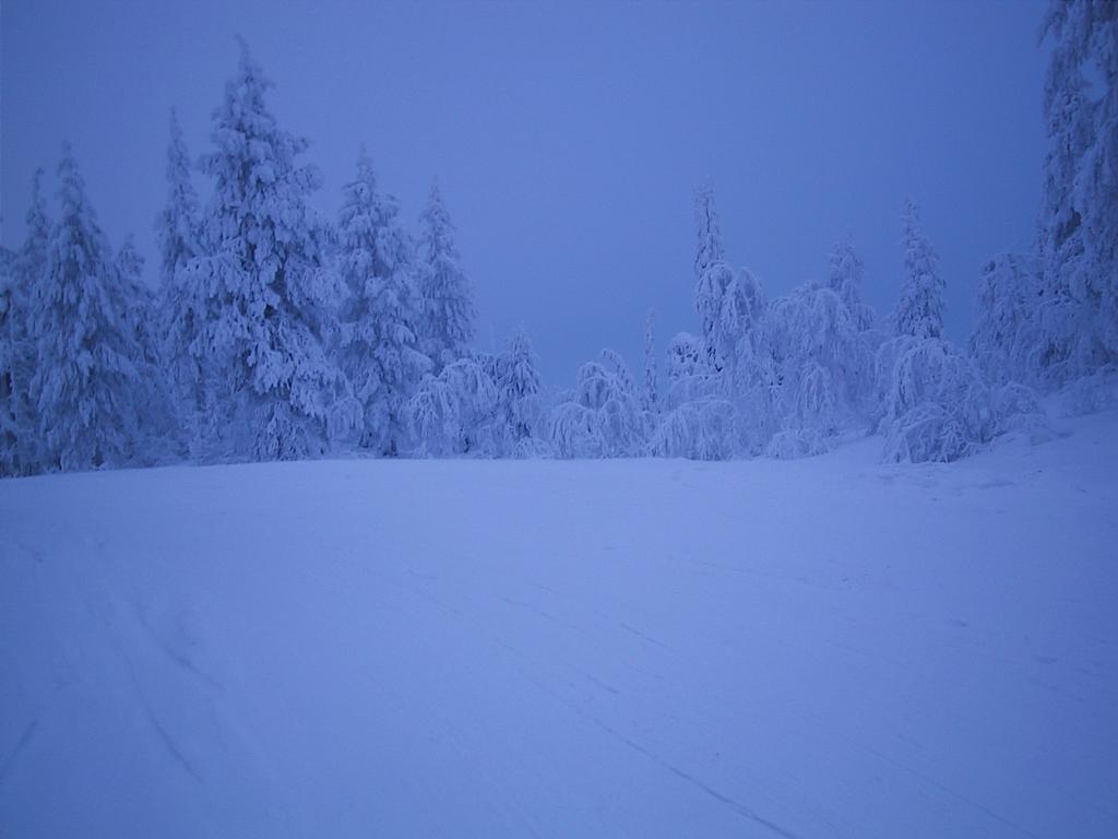 Sininen_hamara