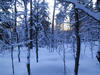 Luminenmetsä