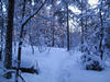 Luminenmetsä2