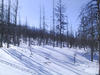 Kuollut_metsä
