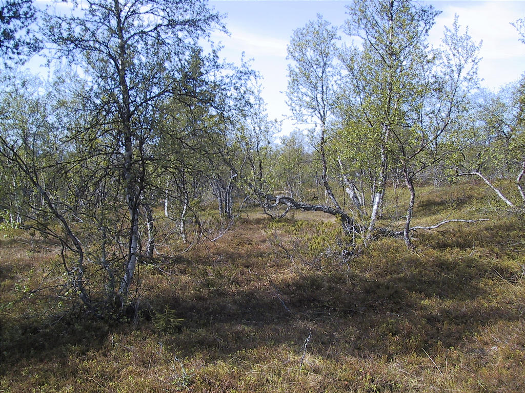 Tunturikoivikko