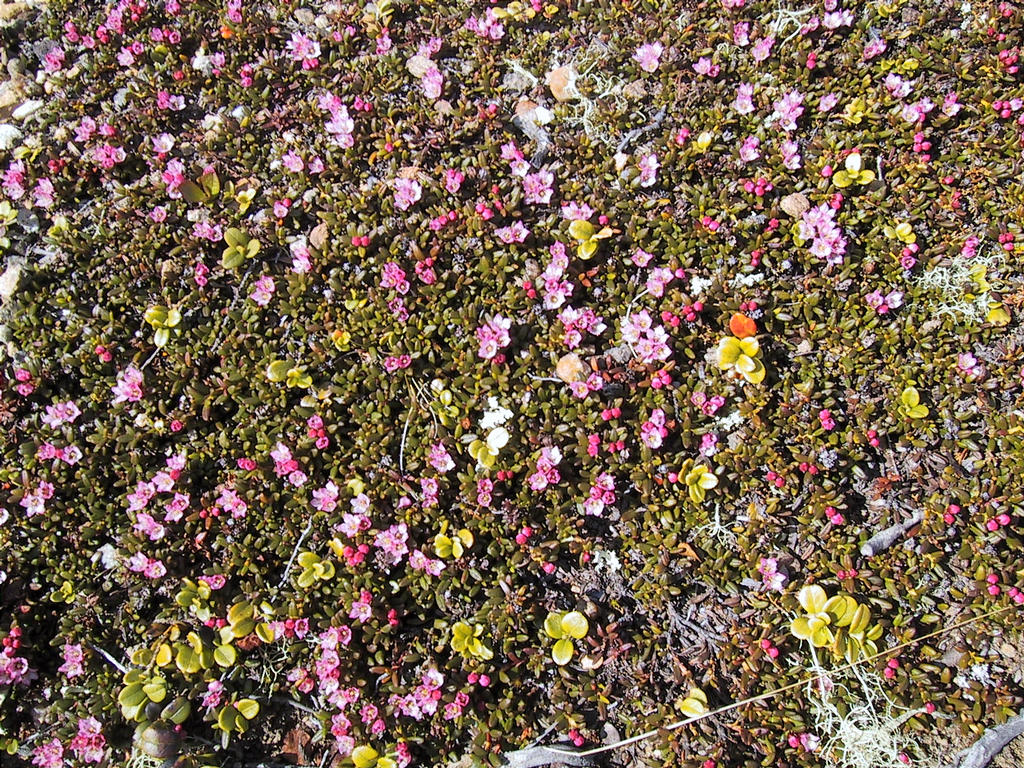 Riekonmarja