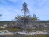 Kuusi