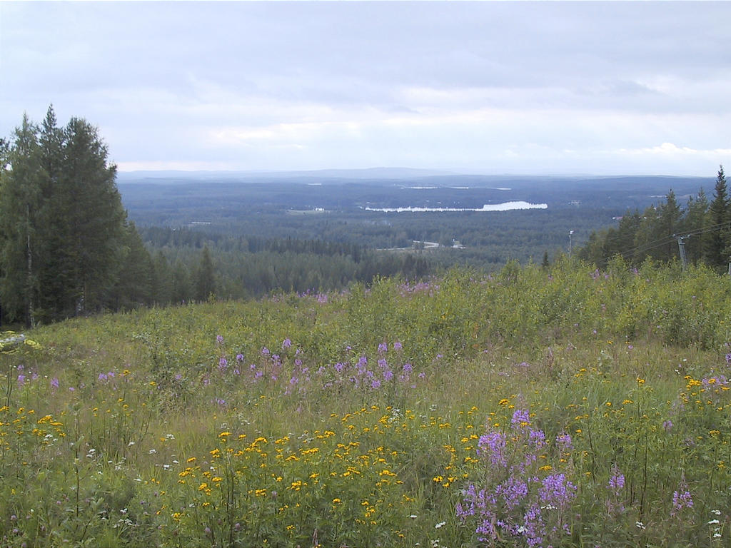 Saukkovaara