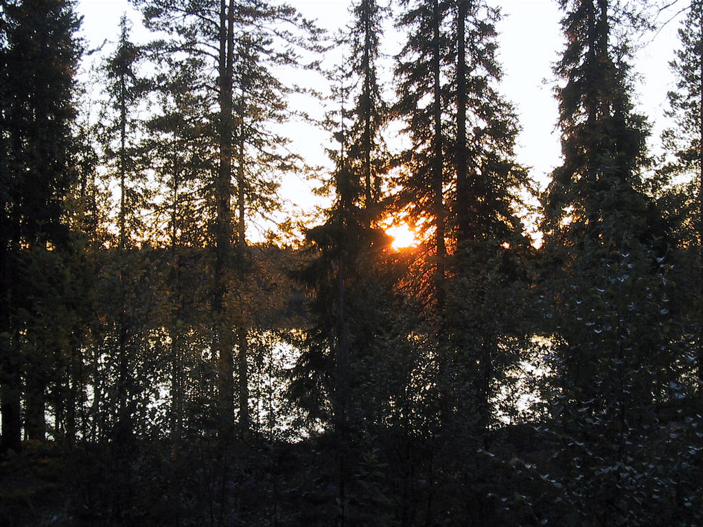 Aurinko_puut