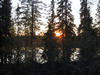 Aurinko_puut