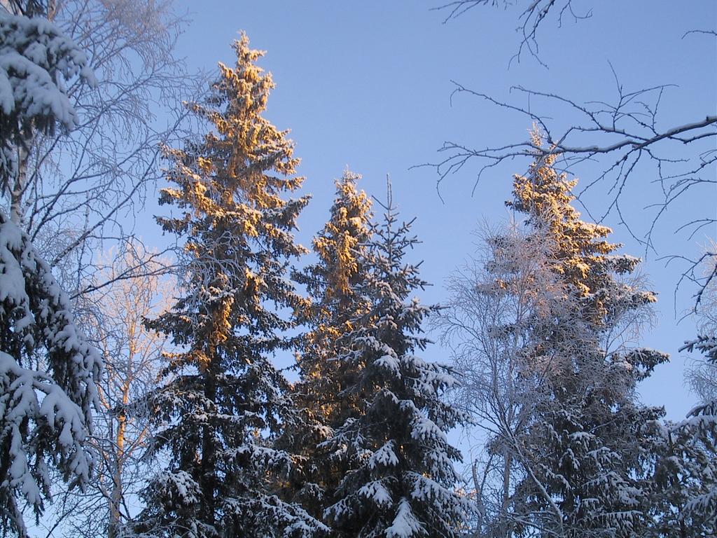 kuusia