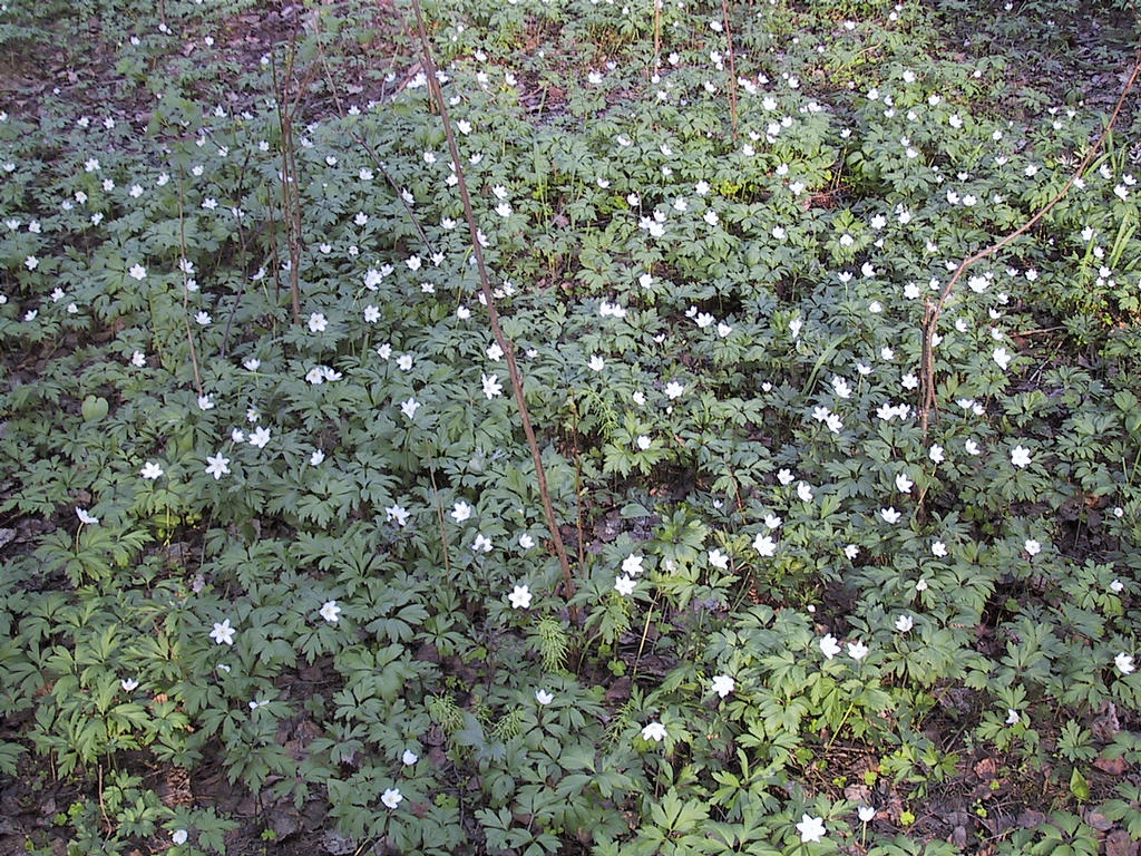Valkovuokot